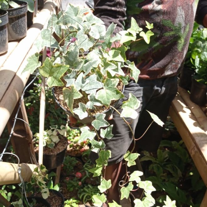 English ivy- tanaman hias english ivy -tanaman hias gantung
