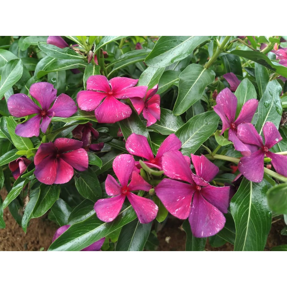 Benih Bibit Biji - Bunga Vinca Ungu Tipe Juntai Rare Jenis Langka Flower Seeds - FRESH SEEDS