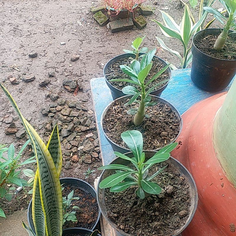 

Bibit adenium bonggol