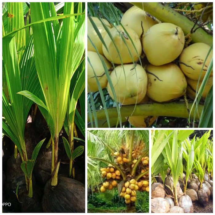 

KELAPA GADING KUNING