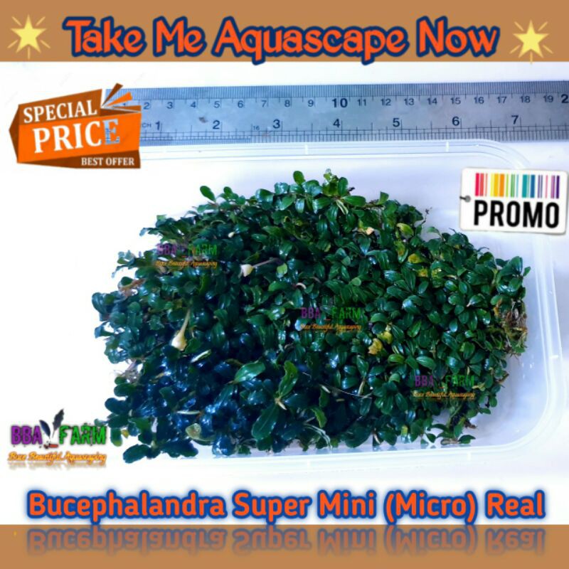 Buce Beautiful Bucephalandra Super Mini (Micro) Buche Tanaman Hiasan untuk Bonsai Aquascape Murah