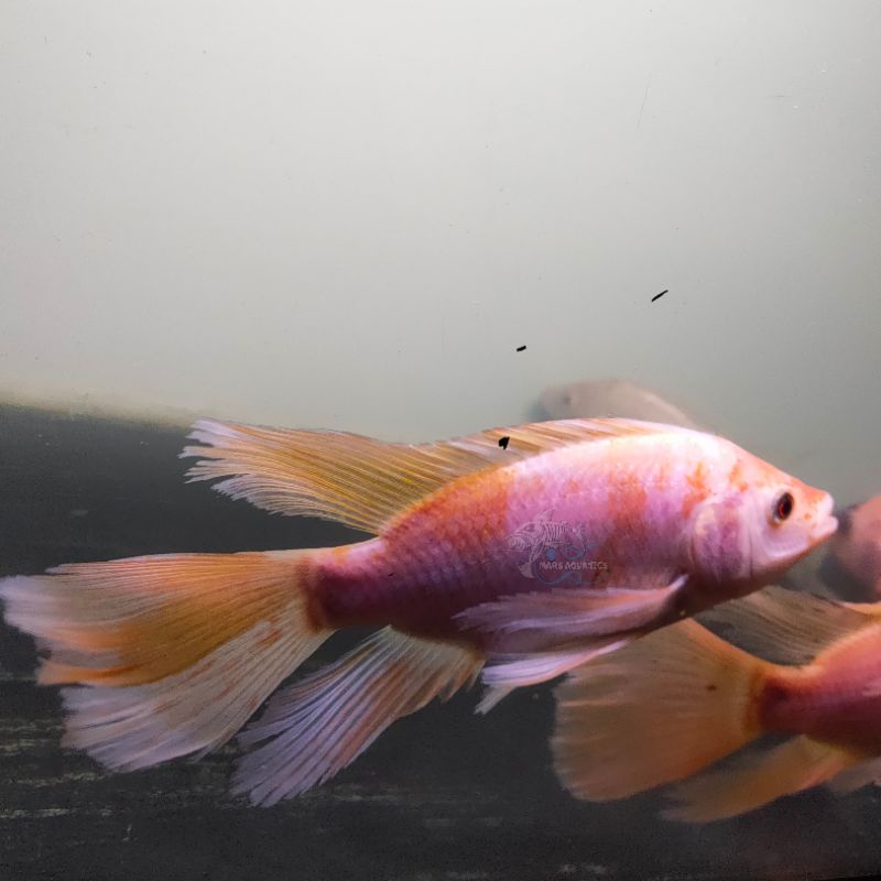 Ikan Hias Nila Slayer Merah