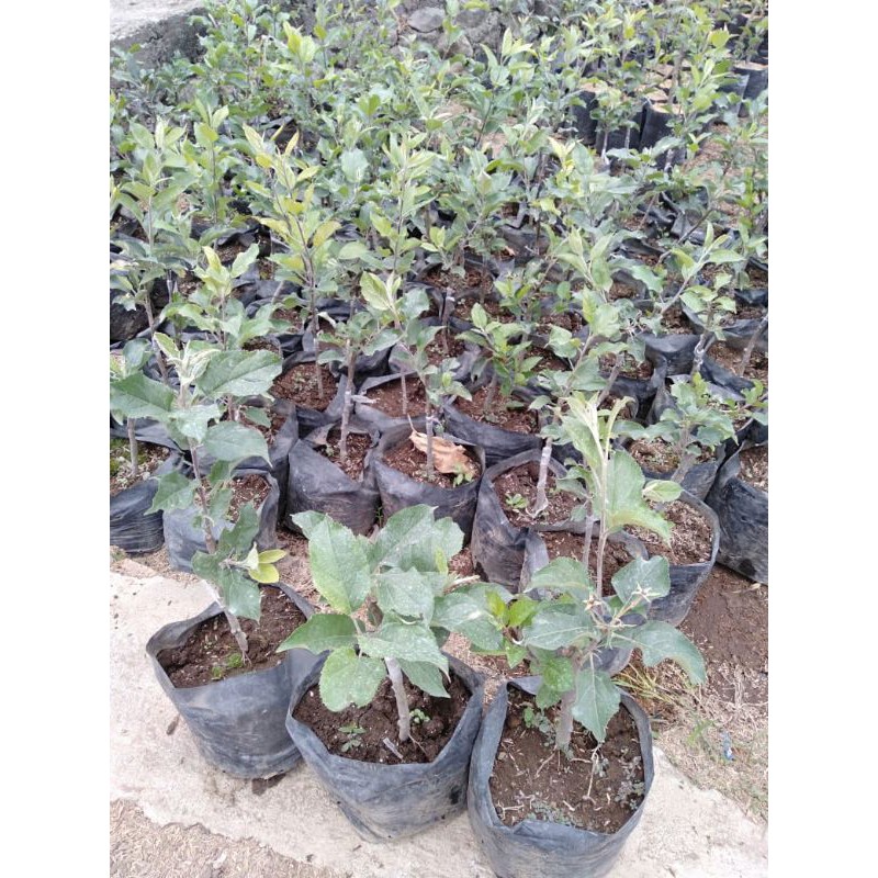 bibit buah  apel siap buah