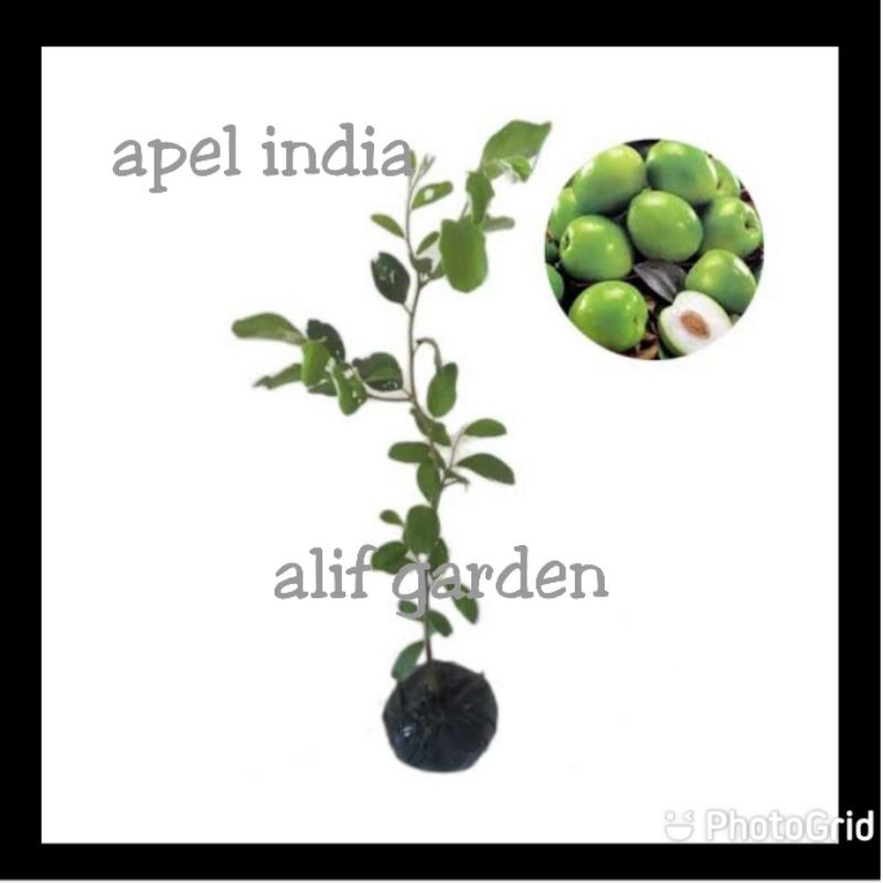 BIBIT APEL INDIA(apel futsa)