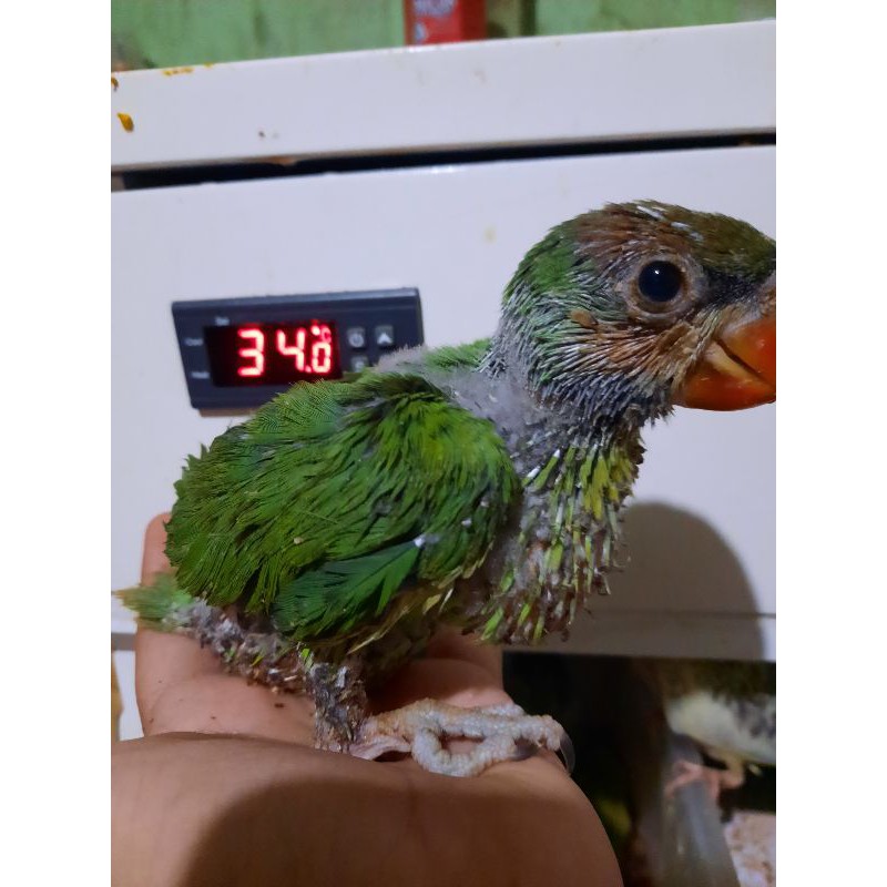 Jual Burung Betet Enggano baby full loloh | Shopee Indonesia