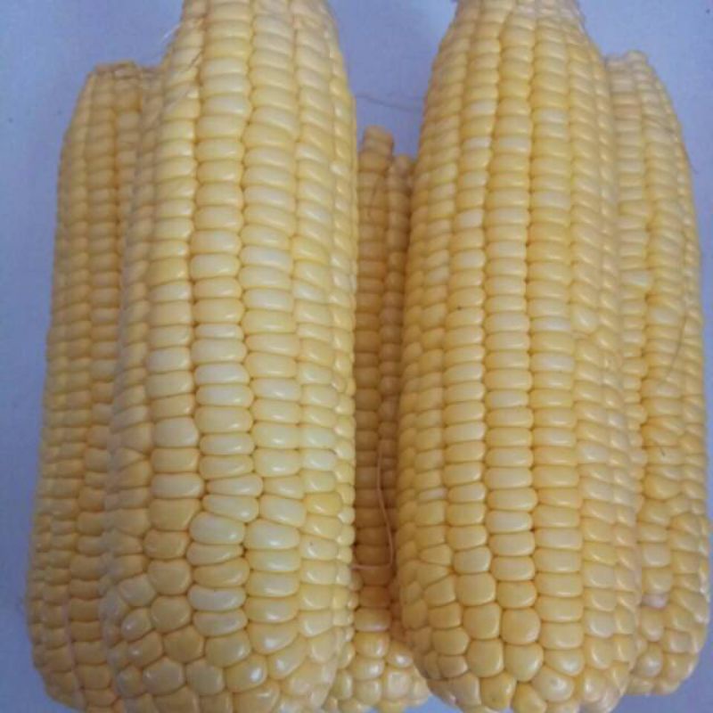 

Jagung Manis 1 kg