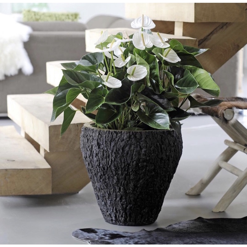 Tanaman hias hidup anthurium mickeymouse white-tanaman hias hidup-bunga hidup-bunga hiasan rumah-bun