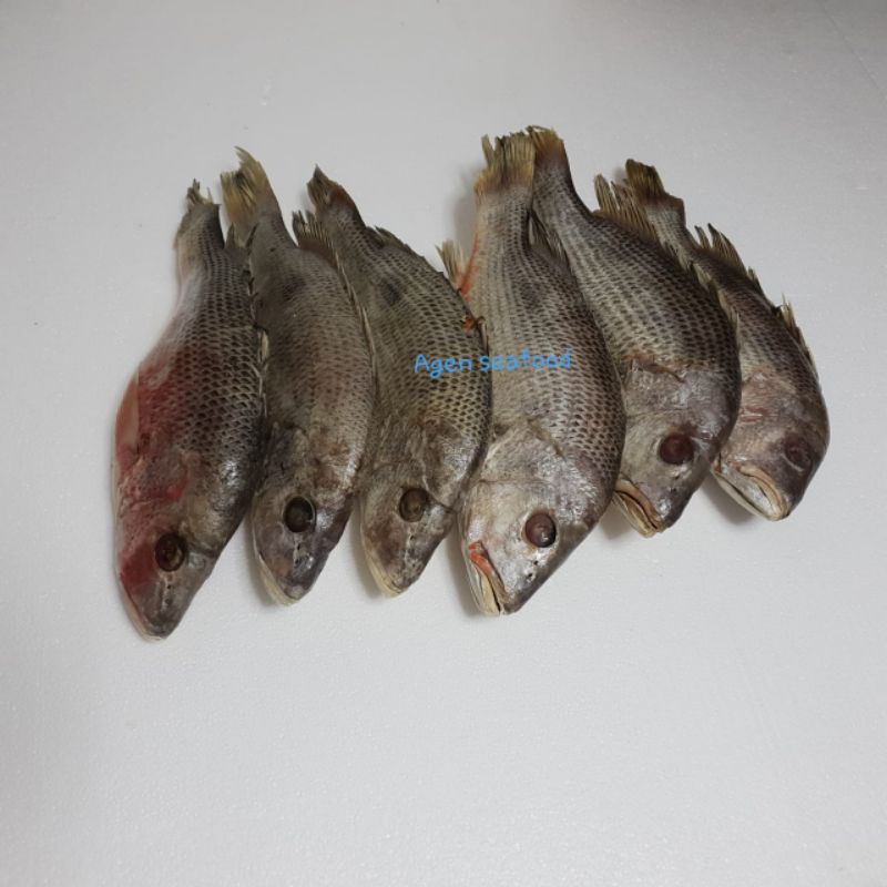 

Ikan kakap / Ikan jenaha frozen 900gr - 1000gr