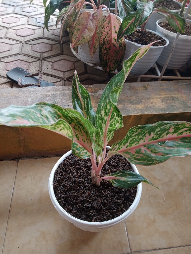 Aglonema Buterfly Induk