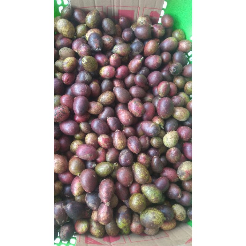 

matoa buah khas papua