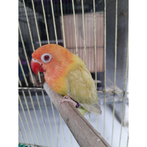 lovebird pf green//blue jantan