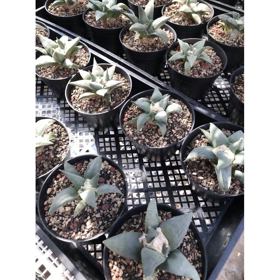 Eklusif Ariocarpus Retusus Kaktus Limited