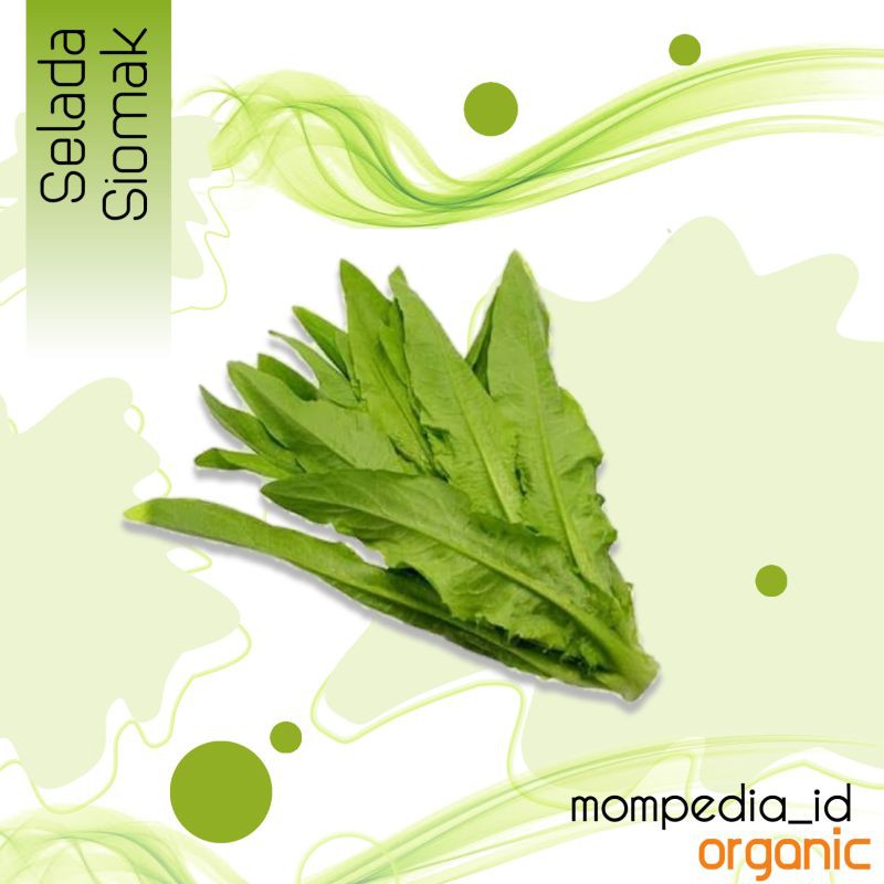 

selada manis siomak mompedia