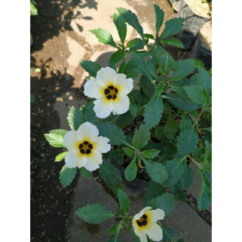 BUNGA YOLANDA PUTIH (Myosurus L. Ranunculus) - Grosir Yolanda / Tanaman Hias Yolanda / Bibit Bunga Yolanda