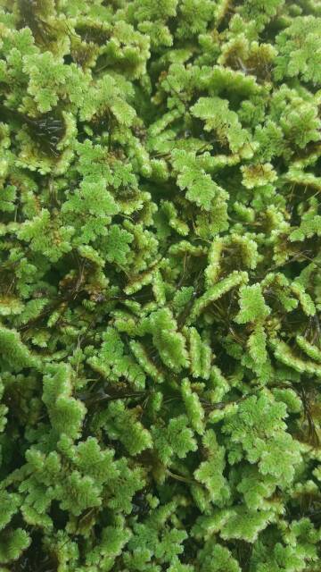 Bibit azolla pinnata benih azola microphyla pakan alternatif 1Kg