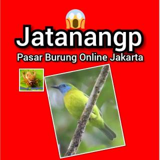 20+ Gambar burung awar awar terupdate