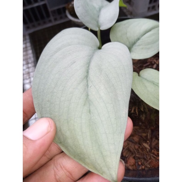 scindapsus pictus silver cloud