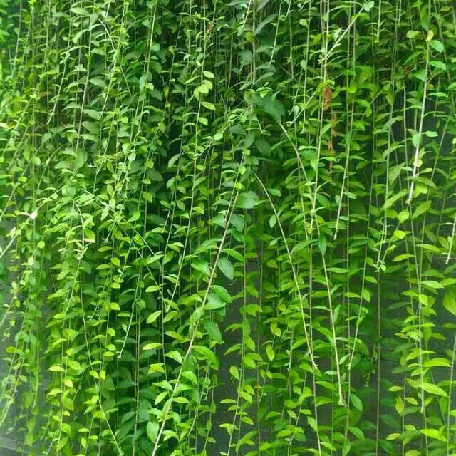 Harga Tanaman Merambat Terbaik Taman Perlengkapan Rumah Juni 2021 Shopee Indonesia