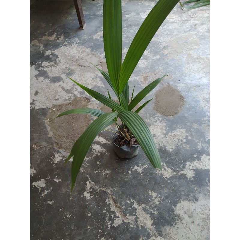 PINANG MERAH TANAMAN KEMBANG HIAS