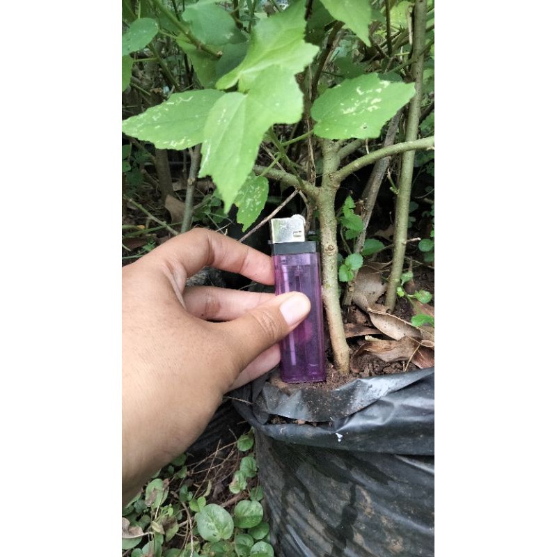 bibit bunga sepatu mikro