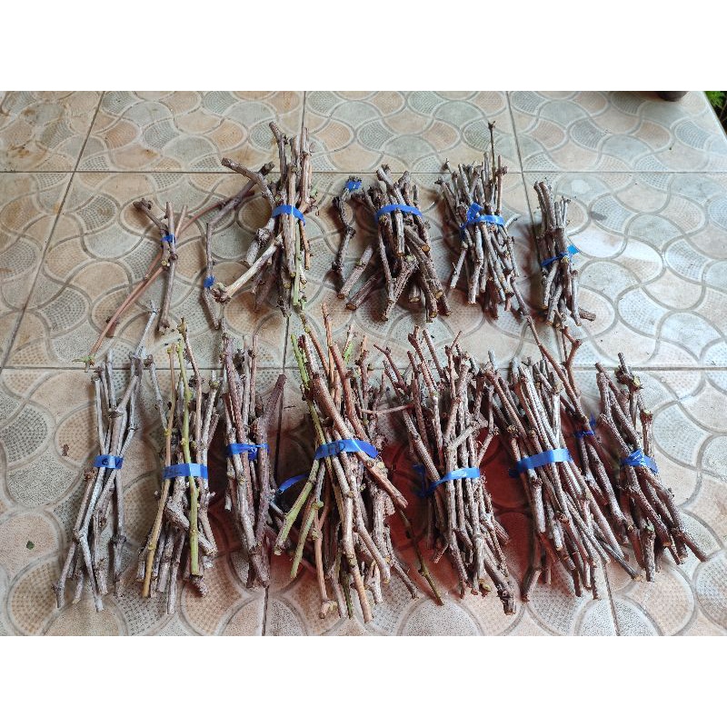 Cutting anggur impor tinggal tancap