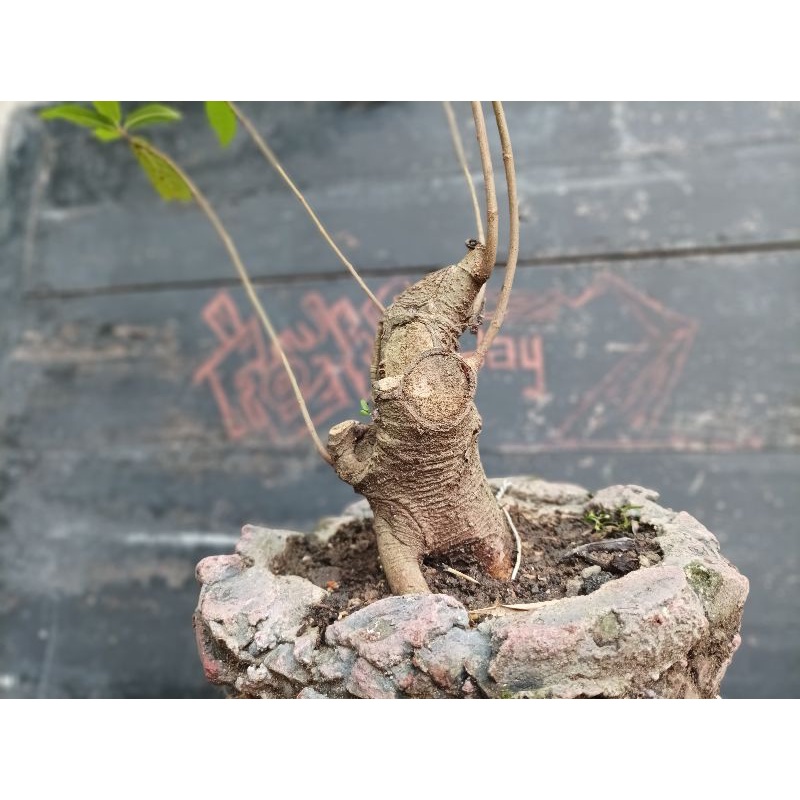 Bahan Bonsai Loa Ficus Beringin Gaya Bogel REALPIC