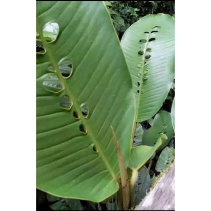 tanaman hias raphidopora/ duda bolong