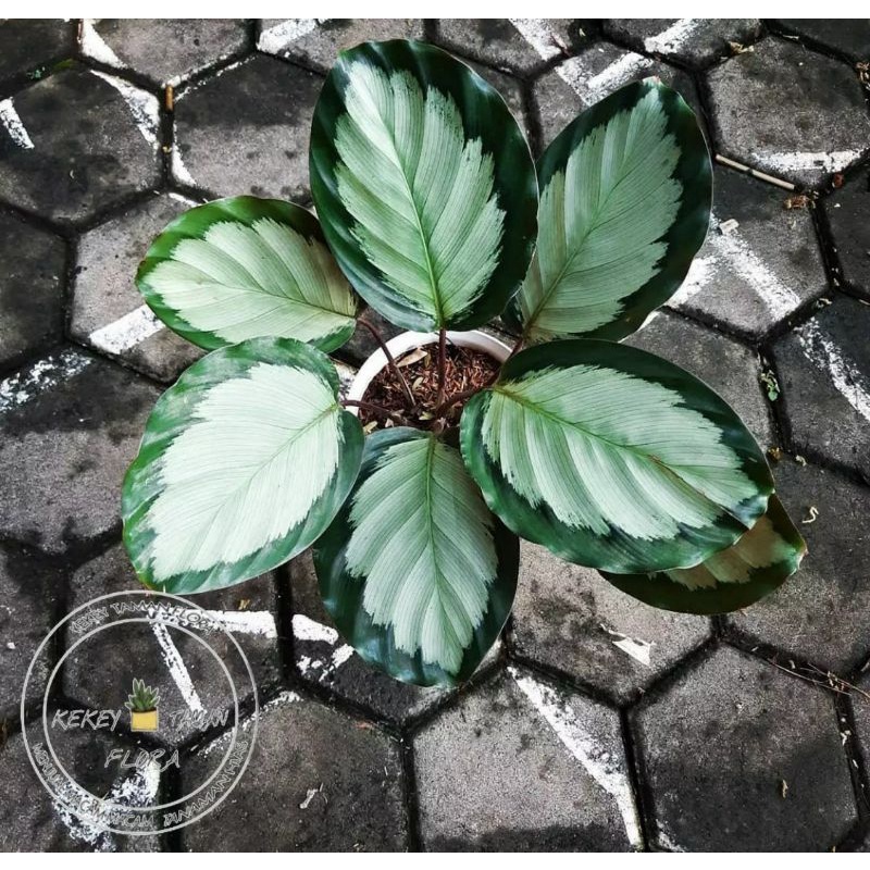 Tanaman Hias Calathea Roseopicta Corona - Calathea Corona - Bunga Calathea