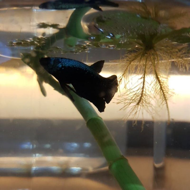 Cupang_blackSamurai