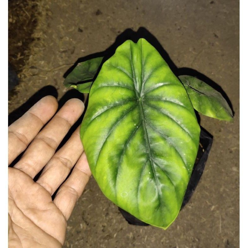 keladi tengkorak hijau