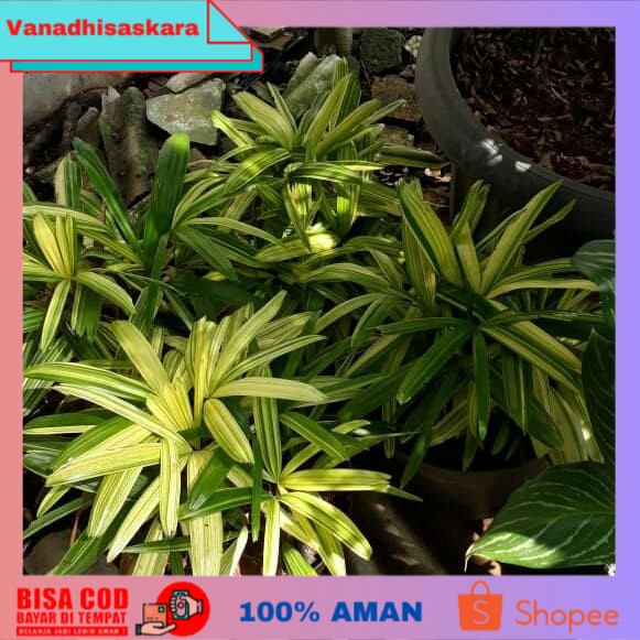 (BISA COD) palem/palm waregu varigata