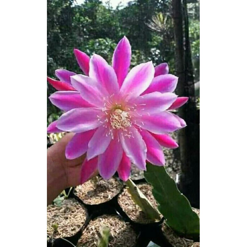 tanaman hiasa wijaya kusuma california dream