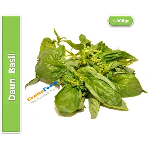 

Daun Basil Fresh - Sweet Basil | 1.000gr [ Harga Per KG ]