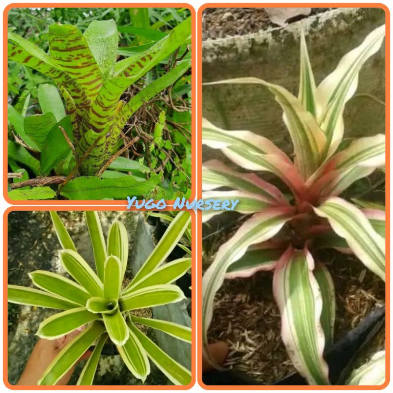 Paket Super Murah Tanaman Hias Bromelia Tricolour Bromel tokek hijau bromel bunga biru