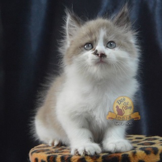 Kucing Persia Kitten Ragdol Himalaya Peaknose Flatnose Maincoone