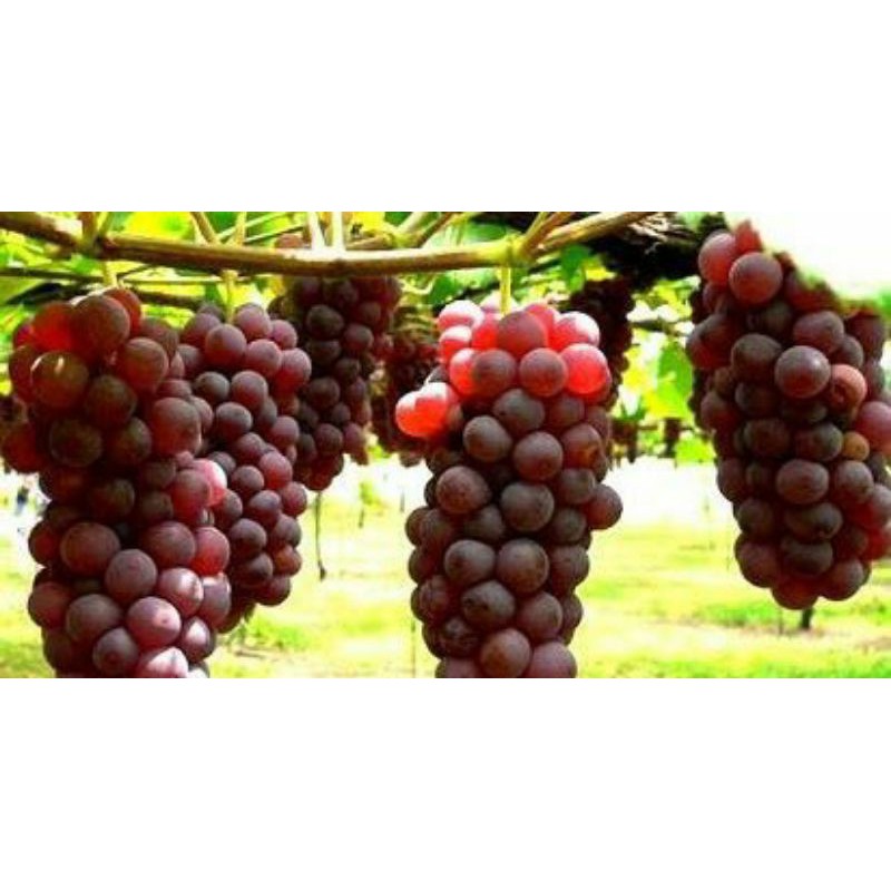 

pr 2Kg anggur segar free ong