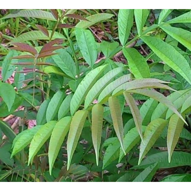 

HERBAL DAUN SUNGKAI SEGAR 1KG LANGSUNG PETIK