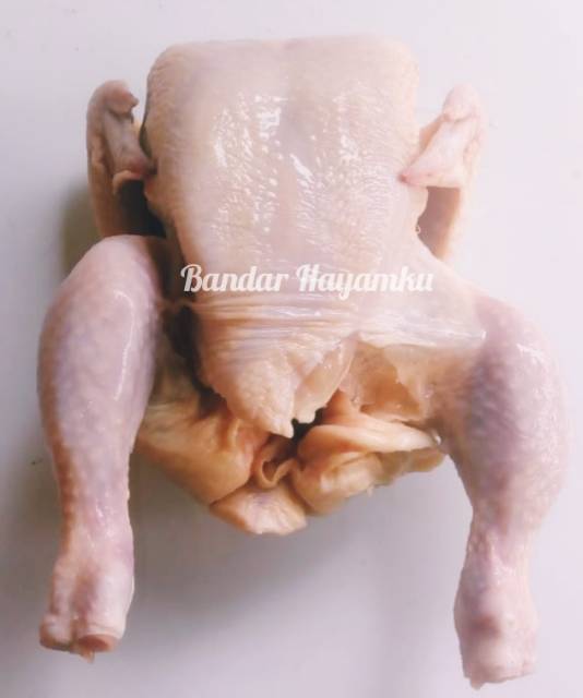 

Ayam boiler/ Ayam Karkas uk.0.5-0.6Kg