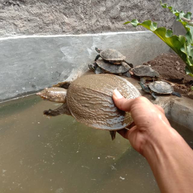Labi labi / Bulus amyda / tempurung lunak / hiasan aquarium