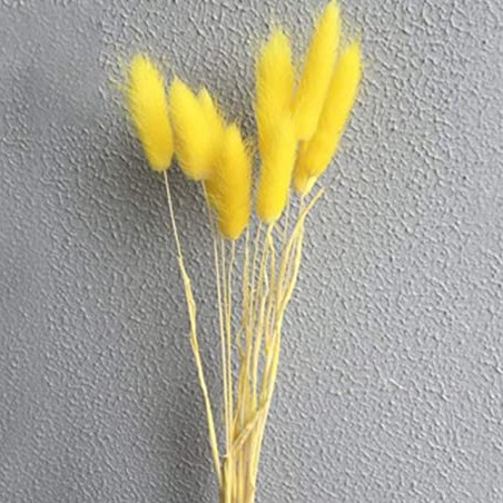 Lagurus Kuning/ Bunga Kering / Bunny Tail Yellow/ Dried Flower