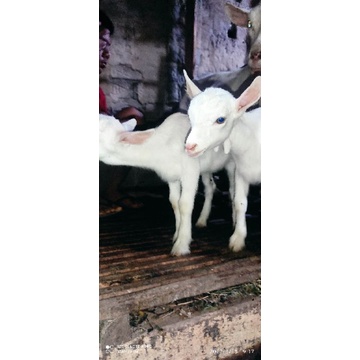 

kambing perah