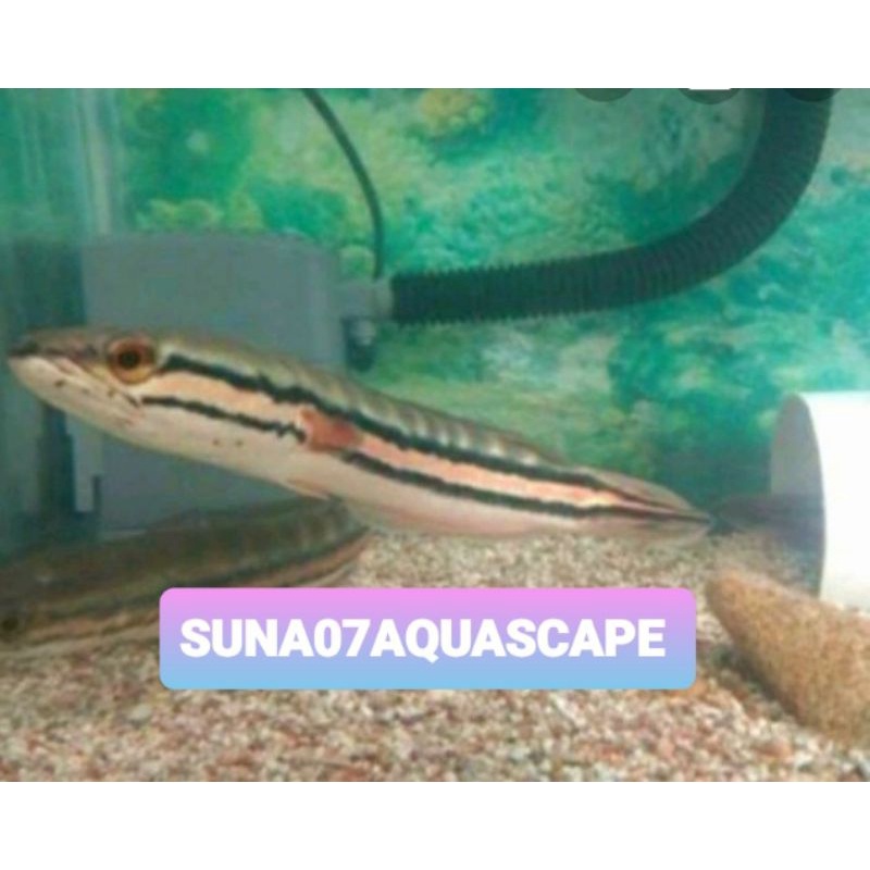 Gabus Toman size 20cm