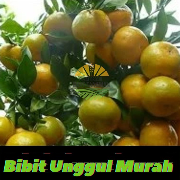 Bibit jeruk keprok batu 55