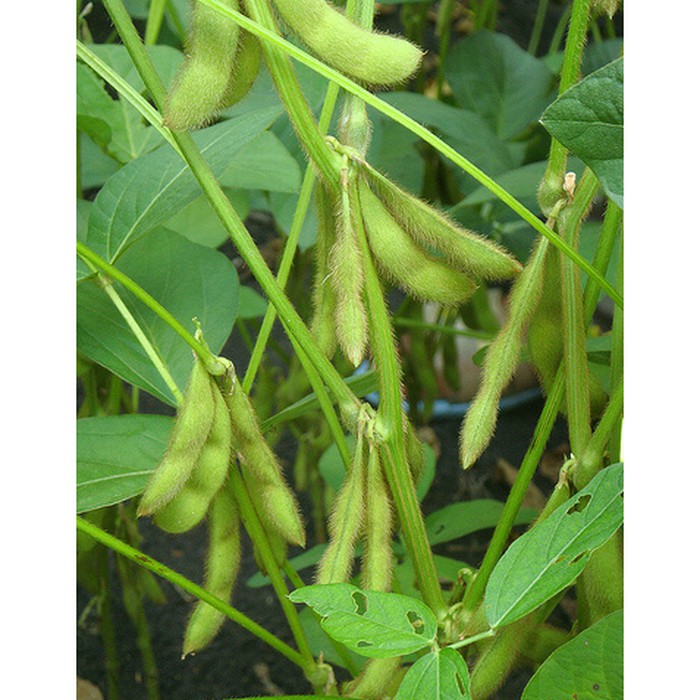 10 bibit benih  kacang kedelai edamame bibit tanaman kedelai jepang f1