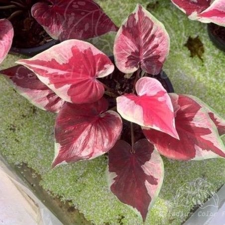 Tanaman hias dwi warna/ tanaman hias caladium dwi warna/ tanaman hias murah meriah/ tanaman hias cantik (BISA COD)