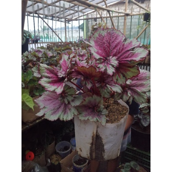 Jual Tanaman Hias Begonia Rex Plant Super Jumbo | Shopee Indonesia