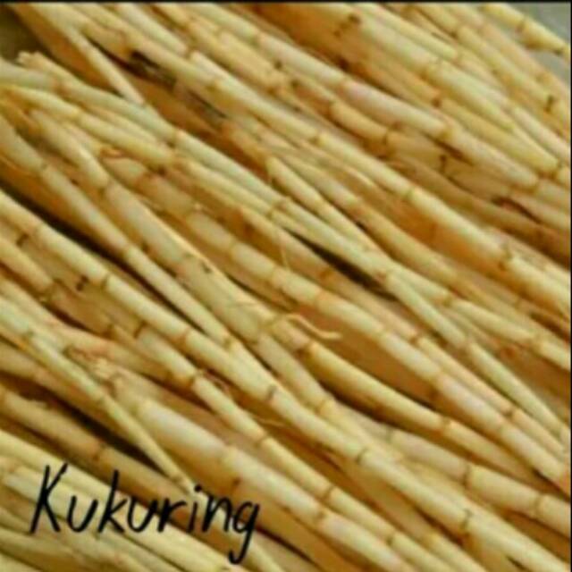 Akar alang alang akar alang alang segar