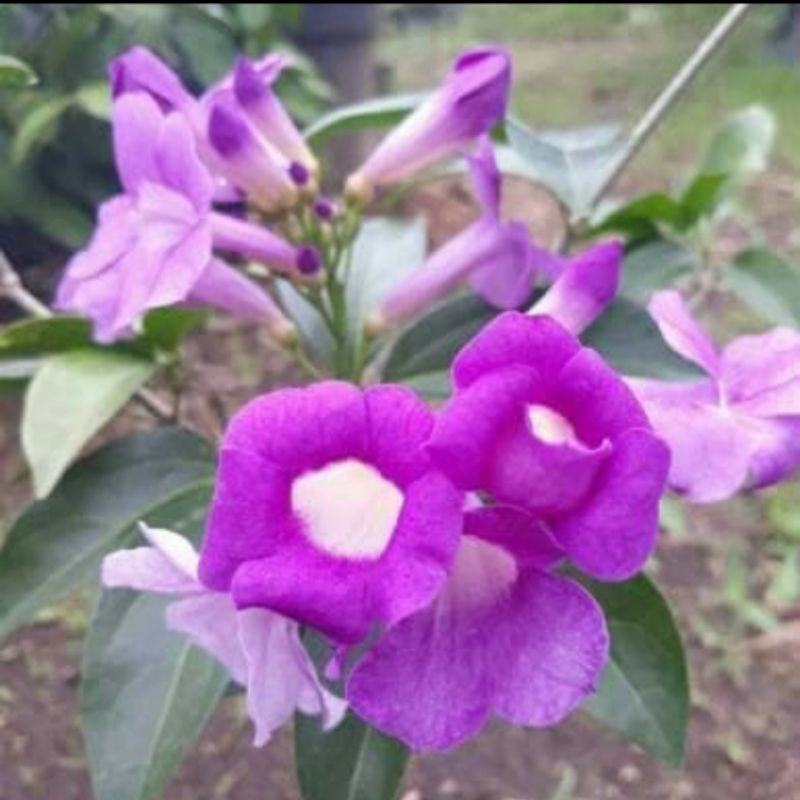 bunga rambat garlic vine