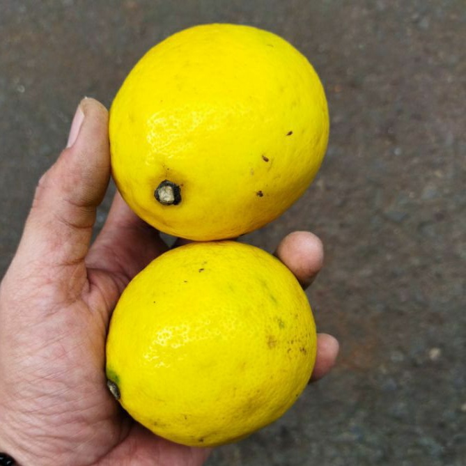 

Lemon Segar Lemon California