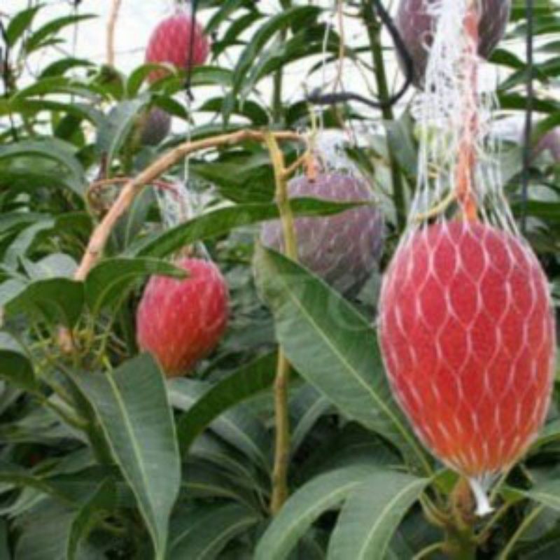 Bibit tanaman mangga miyazaki original